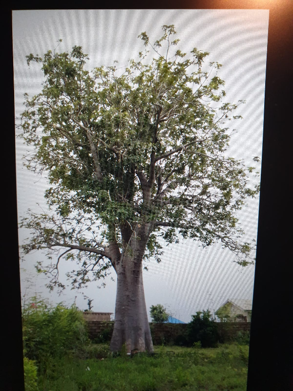 the-sad-end-of-an-over-50-year-old-medicinal-garden-and-500-year-old-tree