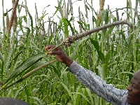In Africa, pearl millet is cultivated on at least 14 million hectares