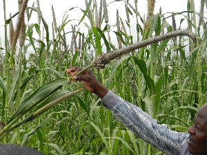 In Africa, pearl millet is cultivated on at least 14 million hectares