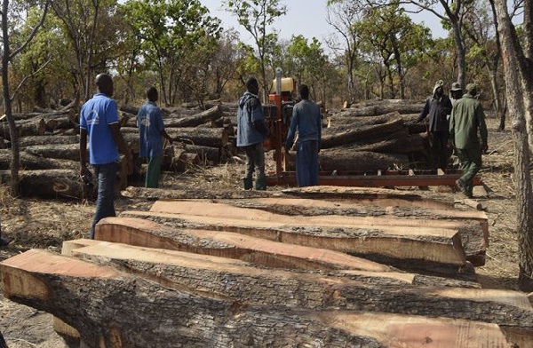 The illegal Rosewood Processing Center inside the Kukula Forest Reserve