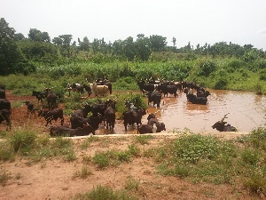 The cattle do not only destroy farm lands but also pollute water bodies