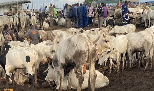 Livestock market in Ghana