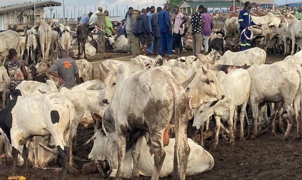 Livestock market in Ghana