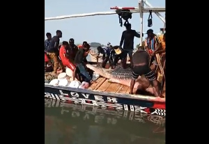 The fishermen with their whale shark catch