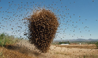 A swarm of bees