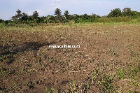A farmland devastated by fall armyworms