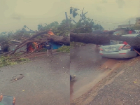 An uprooted giant tree on the Darkuman Quarters road