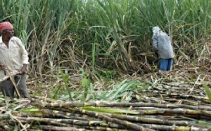 File photo: A sugar cane farm