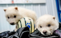 Two of di wolves wey dey one month old