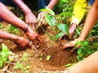 A total of 30 seedlings of Acacia Trees were planted by the students around the school