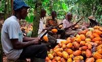 Cocoa farmers in a  farm
