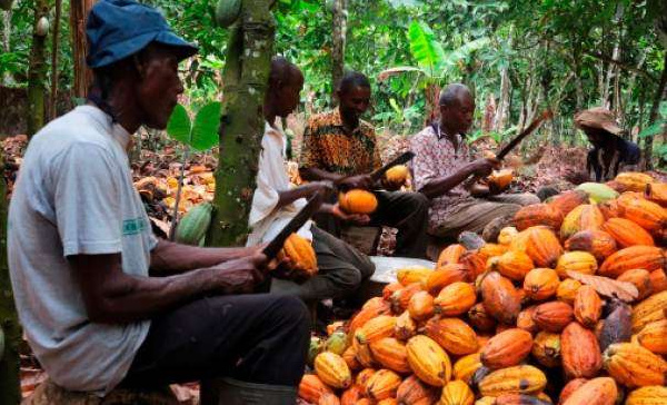 File photo: The support is to help the training of cocoa farmers in climate-smart cocoa production