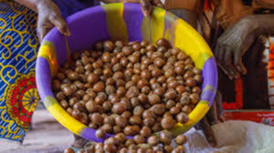 Nigeria is the world's largest producer of shea nuts, harvesting about 350,000 tonnes a year