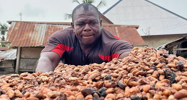 Cocoa beans, the main ingredient in chocolate