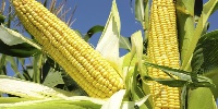 The maize is to complement daily rations of inmates in the prisons