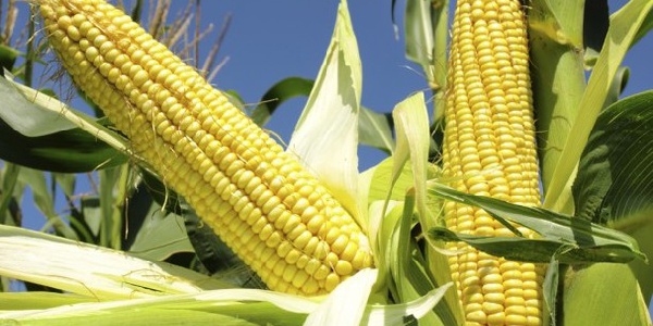 The maize is to complement daily rations of inmates in the prisons