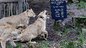 Rescued Lions1