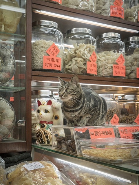 Shop cat