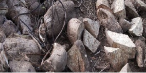 Some of the destroyed yams by officials of Games and Wildlife