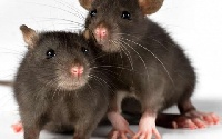 Keeping the environment clean will drive away rats, who are the carriers of the virus