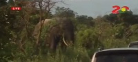 For over 30 minutes, the ministerial convoy could not move as the elephant moved around the vehicles