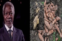 CSIR recognises Kofi Annan's contribution to agriculture