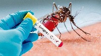 Blood test shows an affected case of dengue fever