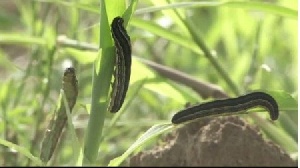 Army worms have destroyed about 1,380 hectares of maize farms in the Sunyani Municipality