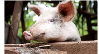 The ARVs were used to treat African swine fever