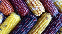 Maize is one of two crops already traded on the Exchange