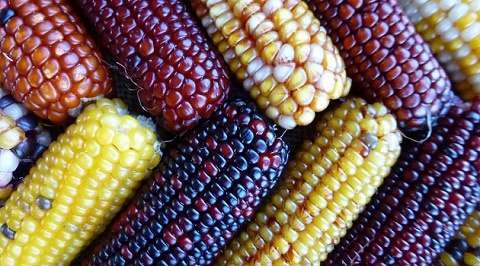 Maize is one of two crops already traded on the Exchange