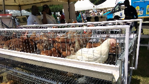 The Government has started the process of procuring birds and battery cages for farmer