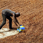 Ivory Coast cocoa buyout completed, authorities say Ivory Coast cocoa buyout completed, authorities say