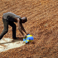 Worker shovels dried cocoa beans in Ivory Coast