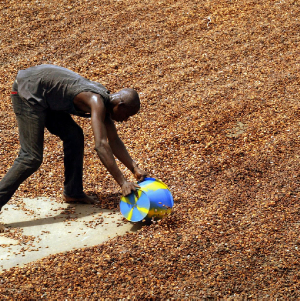 Worker shovels dried cocoa beans in Ivory Coast