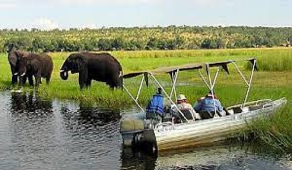 Elephants in Botswana