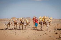 Women take donkeys laden with jerry cans to a community water point in Kambinye, Kenya