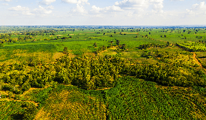 These countries together account for 75% of Africa's tropical forests