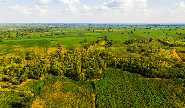 West and Central African nations unite to advance sustainable agriculture, forest protection