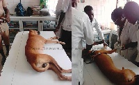 Veterinary Officers treating a sick dog (file photo)
