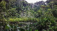 Atewa Range Forest Reserve