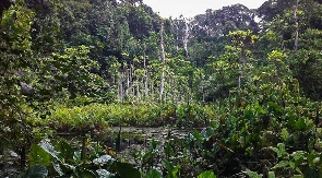 The Forest Reserve located in Kyebi, Eastern Region of Ghana