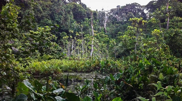 ‘Leave Atewa Forest alone’ - BirdLife International