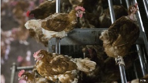 The Veterinary Services have been busy since bird flu was recorded in the country