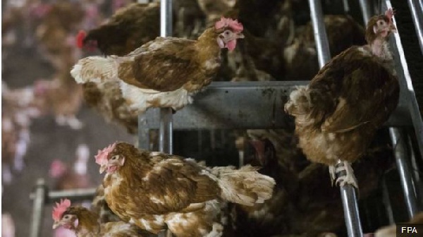 Different cases on bird flu have been reported in Ghana