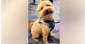 The  two-year-old dog was left at a Las Vegas airport
