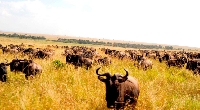 A herd of Wildebeests at Tanzania's Serengeti National Park and Kenya's Masai Mara National Reserve.