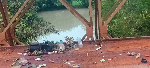 Atronie residents turn to traditional rituals as galamsey ravages Amoma River