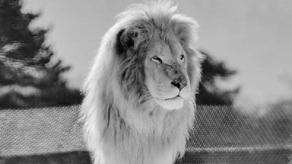 Rolo bin dey slow down sake of old age