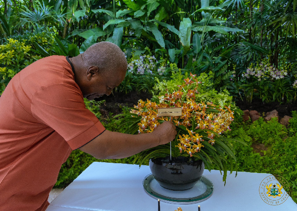 A new orchid hybrid in Singapore has been named after John Dramani Mahama, Ghana's President